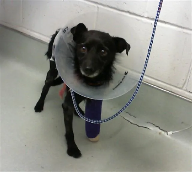 An adult small-sized male Toy Fox Terrier dog named Valentine for adoption in Albuquerque, NM
