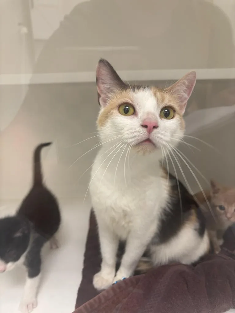 A young large-sized female Domestic Short Hair cat named Martha for adoption in Greenfield, IN