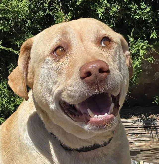 A young medium-sized male Yellow / Tan / Blond / Fawn Yellow Labrador Retriever dog named Lovable Mr Louis Lovely for adoption in Albuquerque, NM