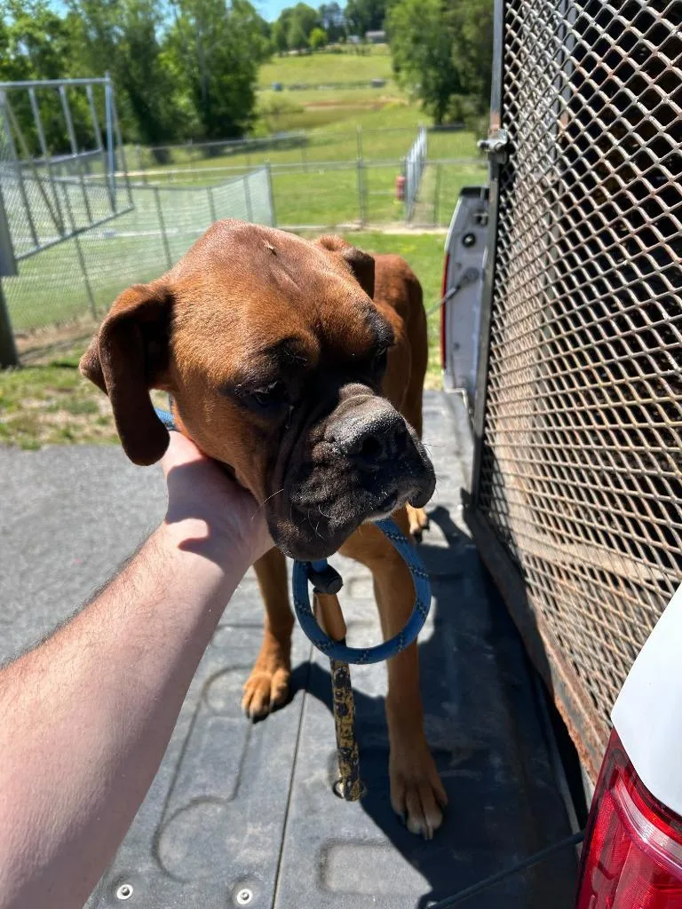 A young large-sized male Boxer dog named Norbit for adoption in Chickamauga , GA