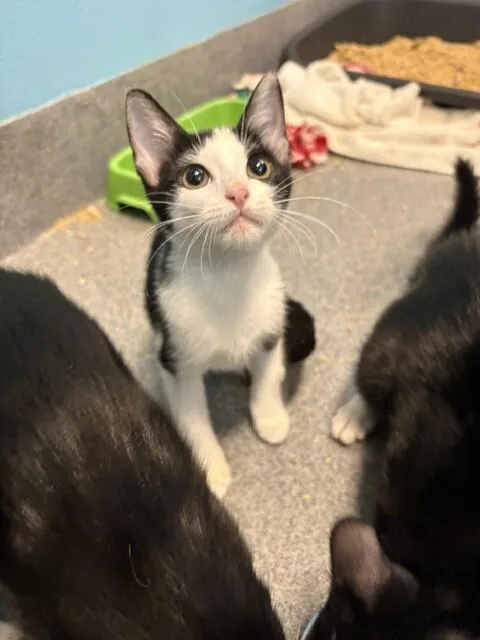 A young medium-sized female Black & White / Tuxedo Domestic Short Hair cat named Spoup for adoption in Fort Collins, CO