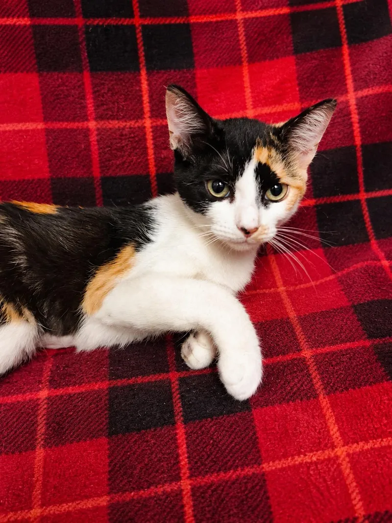 A baby medium-sized female Domestic Short Hair cat named Channing for adoption in Oviedo, FL