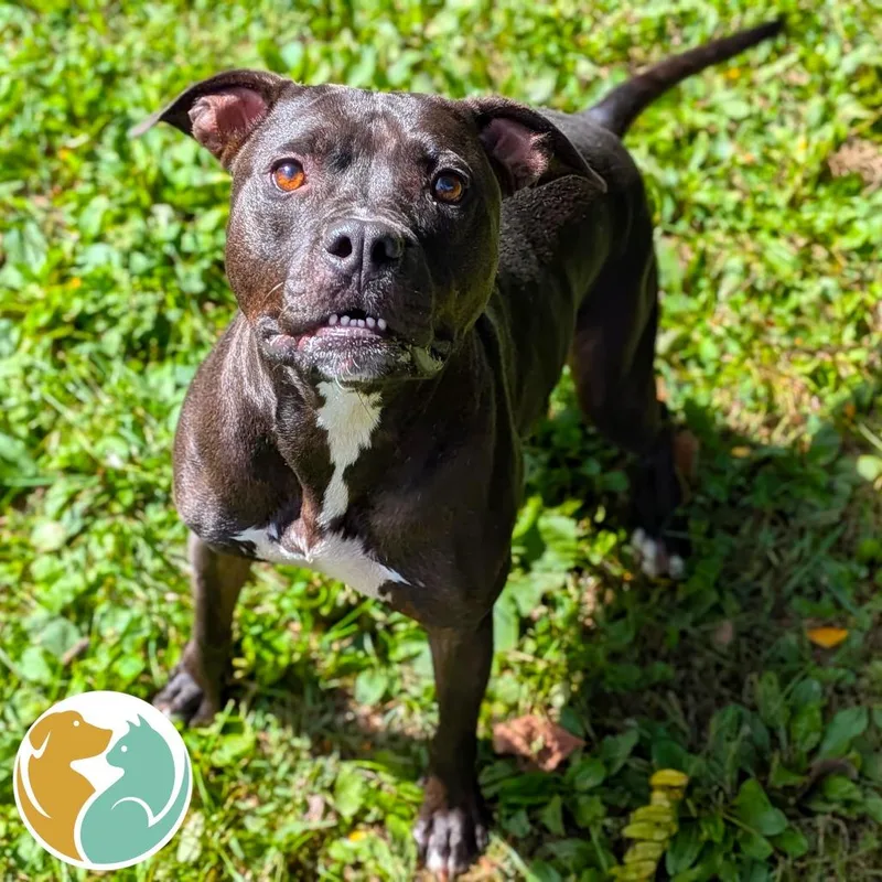 An adult medium-sized male Black Pit Bull Terrier dog named Penn Station for adoption in Toledo, OH
