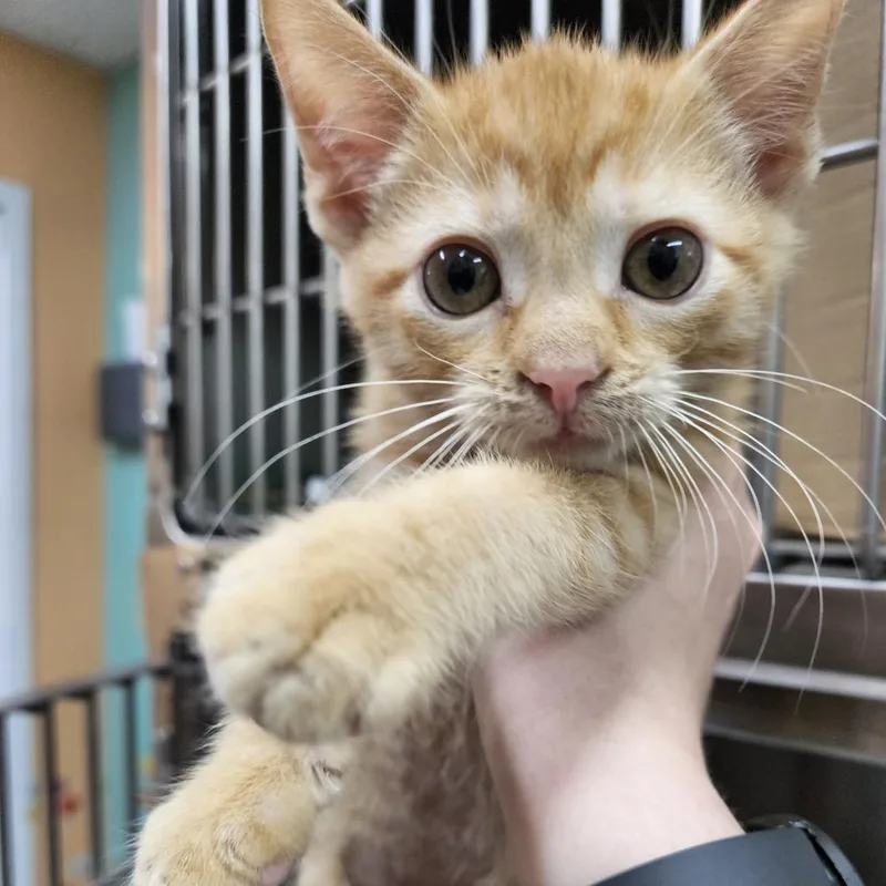 A baby small-sized male Orange / Red Domestic Short Hair cat named Viserys for adoption in Ridgely, MD