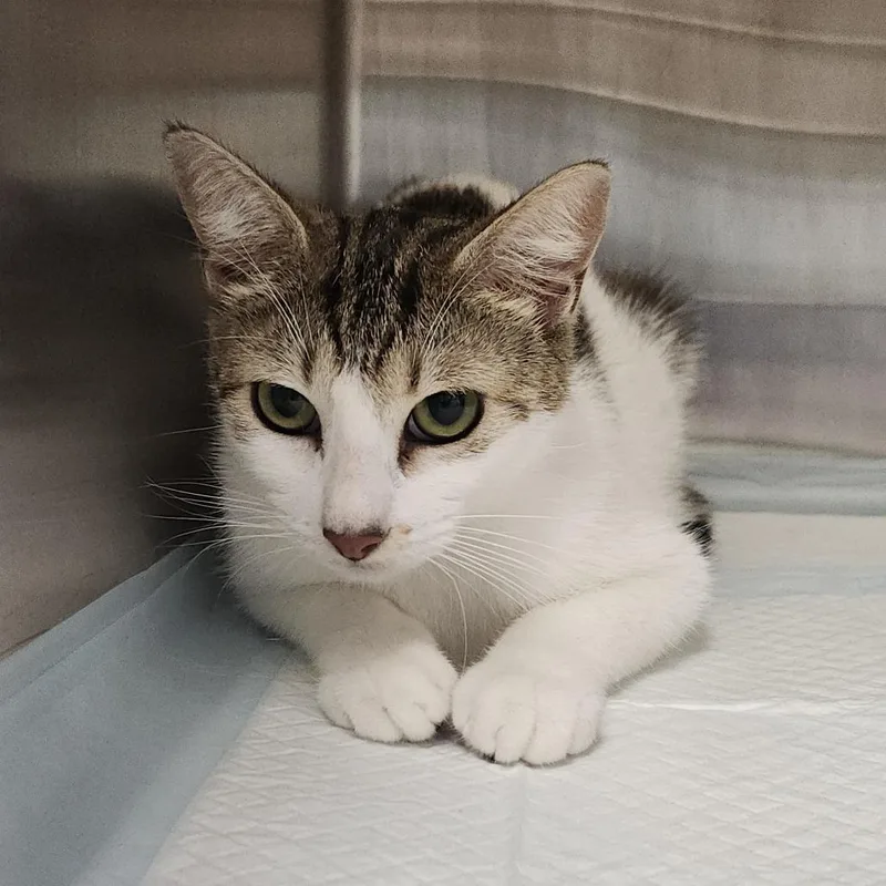 An adult medium-sized female White Domestic Short Hair cat named Pigeon for adoption in Clearwater, FL
