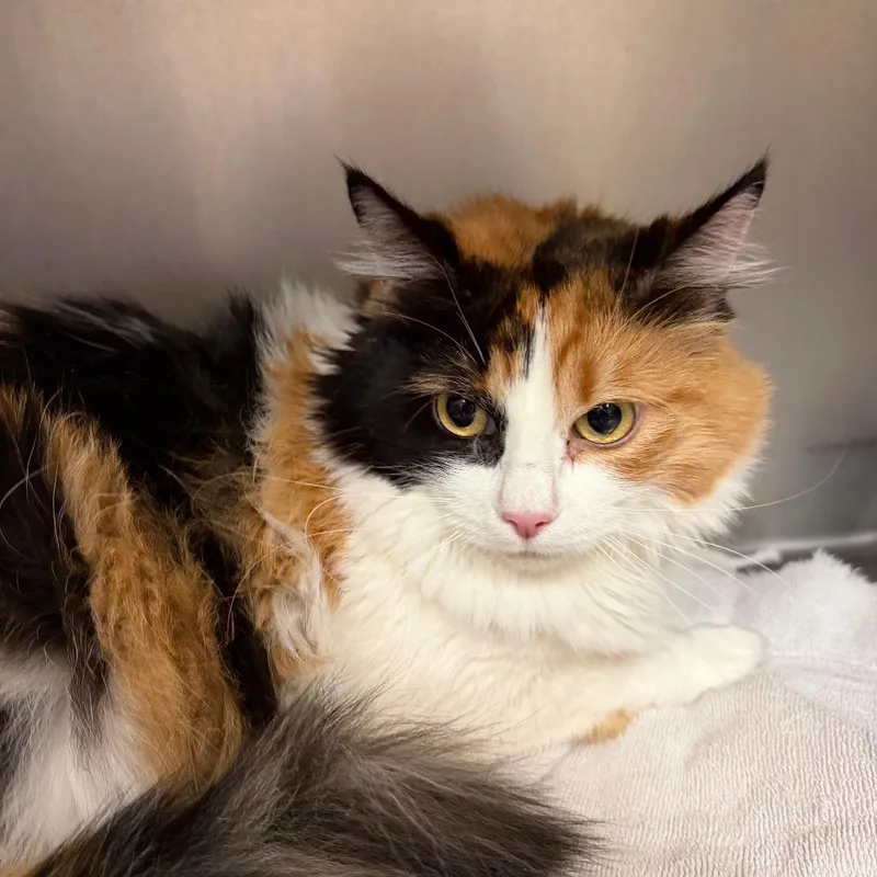 An adult large-sized female Calico Domestic Long Hair cat named Mimi for adoption in Santa Barbara, CA