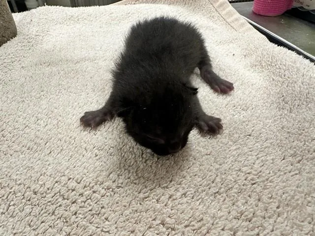 A baby small-sized male Domestic Short Hair cat named Simba for adoption in Agoura, CA