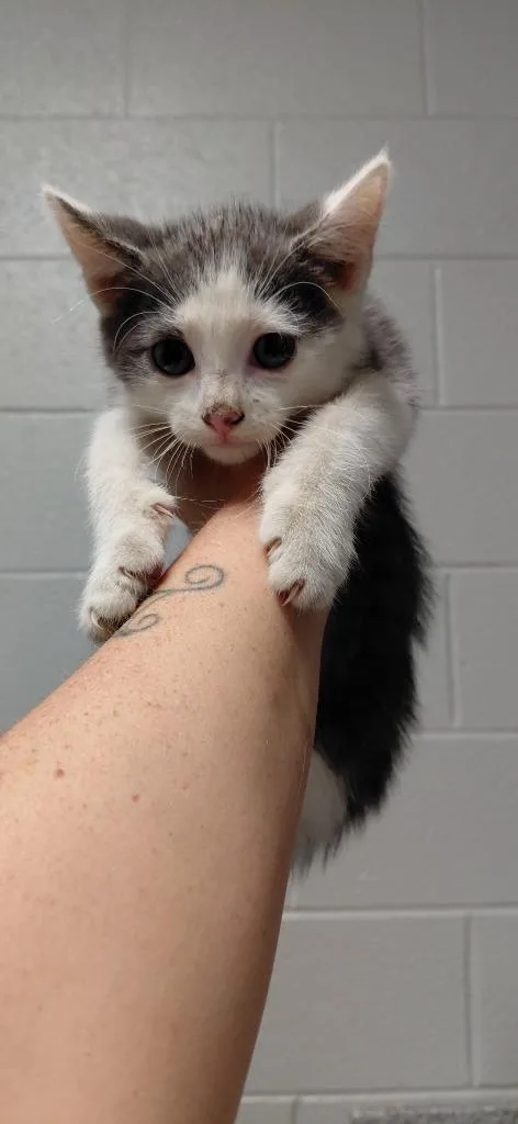 A baby small-sized male Domestic Short Hair cat named Frost for adoption in Henderson, NC
