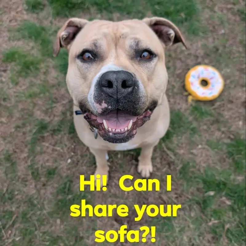 An adult large-sized female Pit Bull Terrier dog named Alaska for adoption in North Kingstown, RI