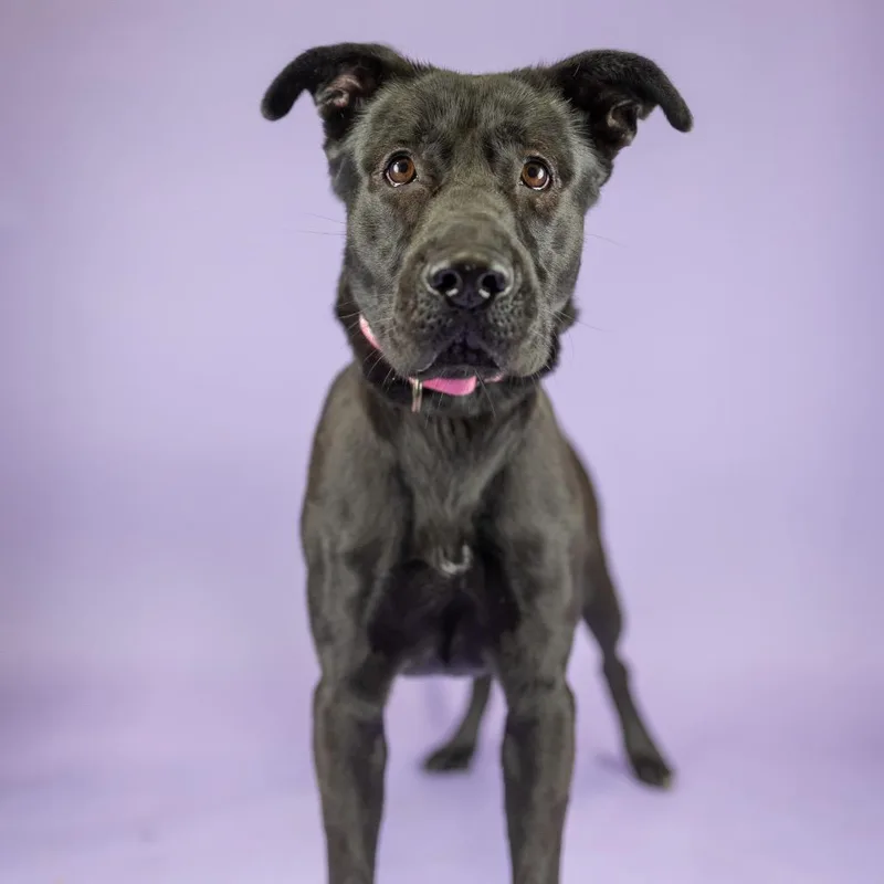 An adult medium-sized female Black Mixed Breed dog named Tiff for adoption in Portland, OR