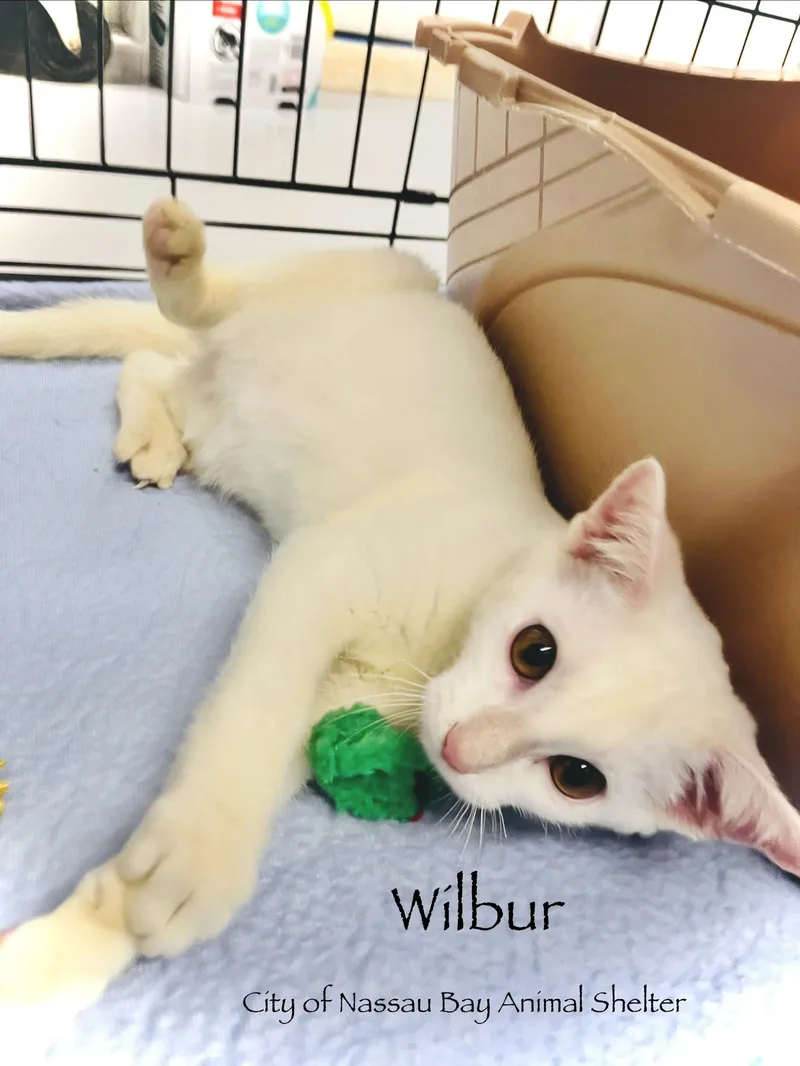 F Wilbur