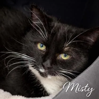 Misty