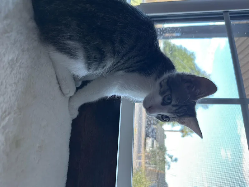 Herman BONDED with Cinnamon thumbnail 2
