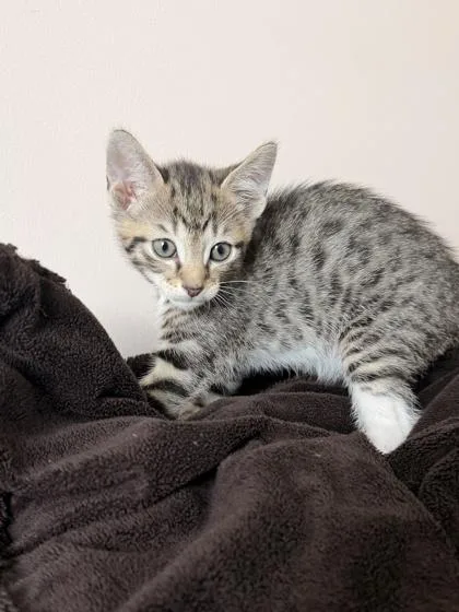 An adult small-sized male Domestic Short Hair cat named Zorn for adoption in Barnesville, GA