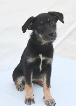 A young large-sized female Labrador Retriever dog named Bayou for adoption in Kansas City, MO