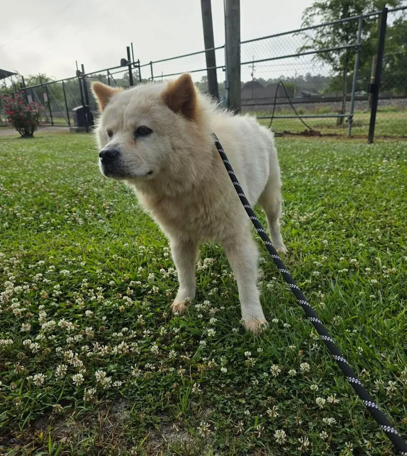 A young medium-sized female Chow Chow dog named Nova for adoption in Lutz, FL
