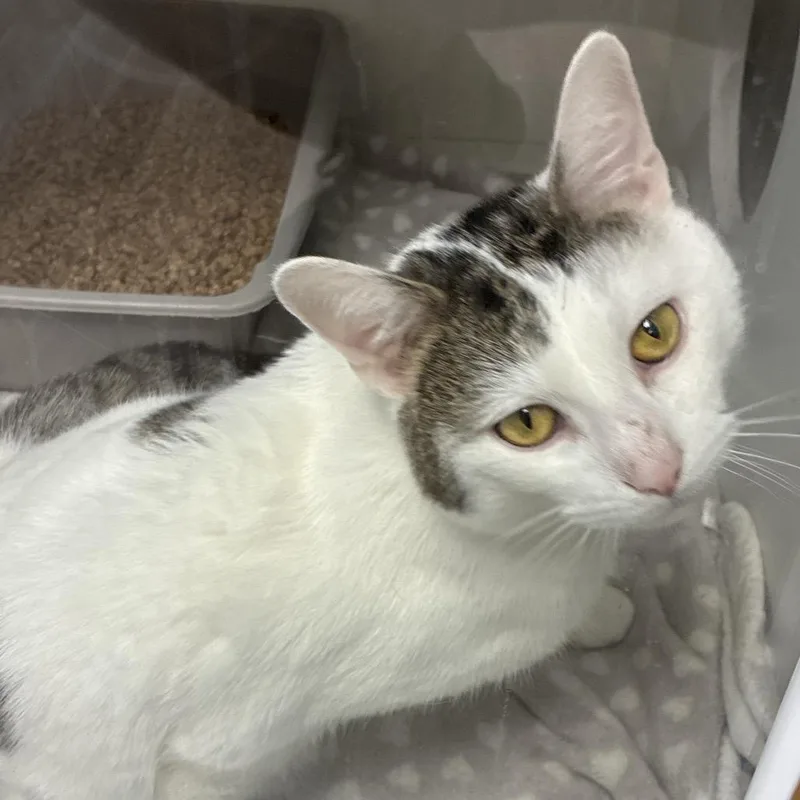 An adult medium-sized male White Domestic Short Hair cat named Phineas for adoption in Uniontown, PA