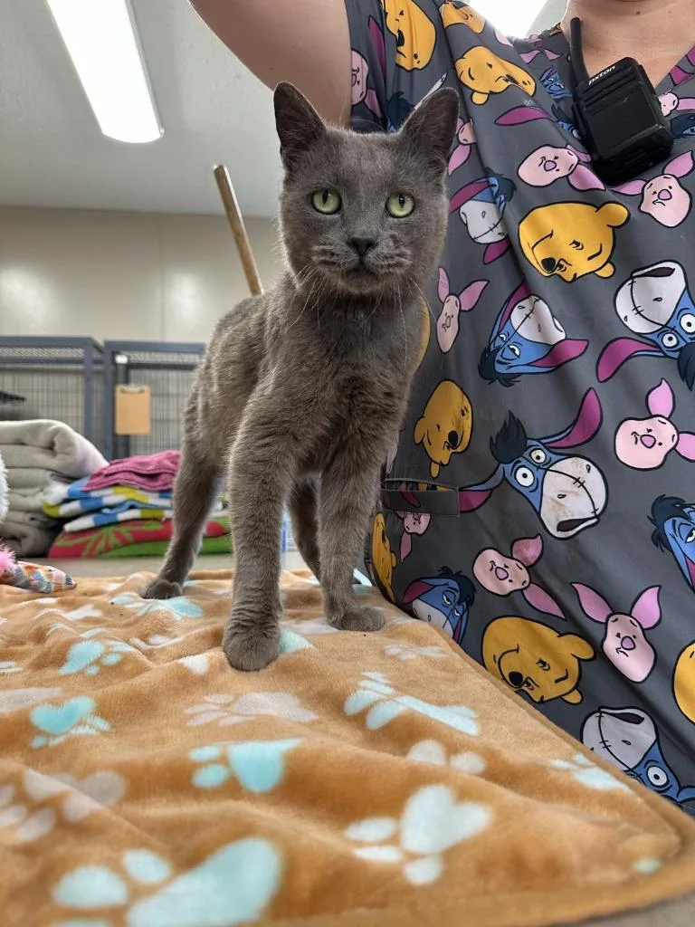 A young medium-sized male Domestic Short Hair cat named Smoke Jumper for adoption in Lavonia, GA