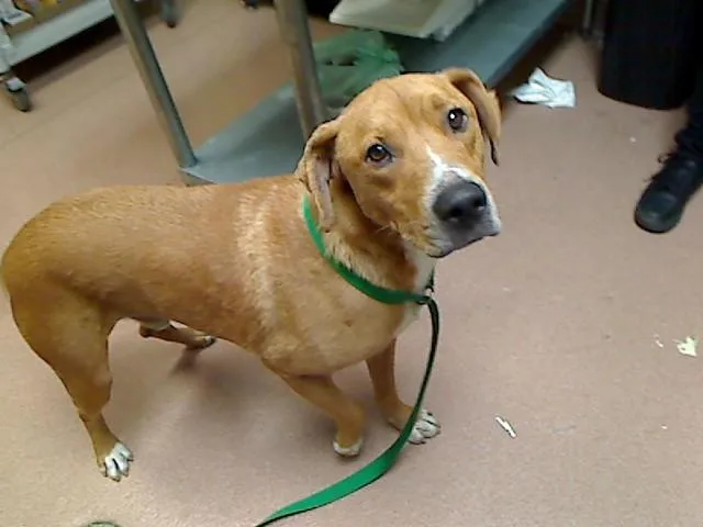 A young large-sized male Redbone Coonhound dog named Jimmy for adoption in Cookeville, TN