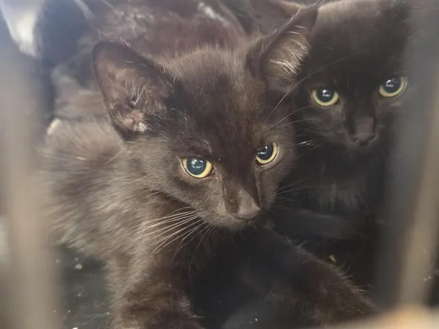 A baby small-sized male Domestic Short Hair cat named Carl Winslow for adoption in Louisville, KY