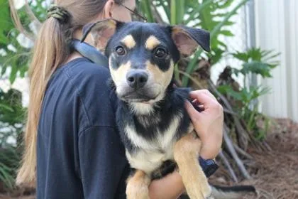 An adult small-sized female Retriever dog named Caprese for adoption in Brunswick, GA