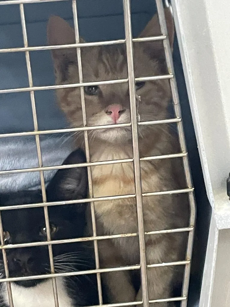 A baby small-sized male Domestic Short Hair cat named Fleece for adoption in Chico, CA