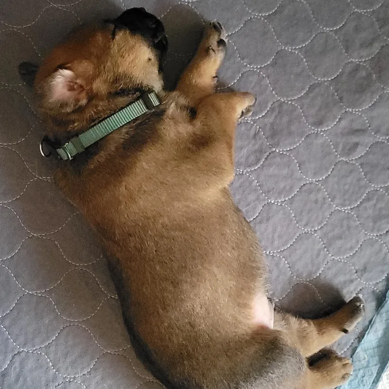 A baby small-sized male Brown / Chocolate Labrador Retriever dog named Benji for adoption in Austin, TX