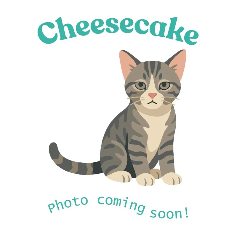 A baby medium-sized male Gray / Blue / Silver American Shorthair cat named Cheesecake for adoption in Houston, TX