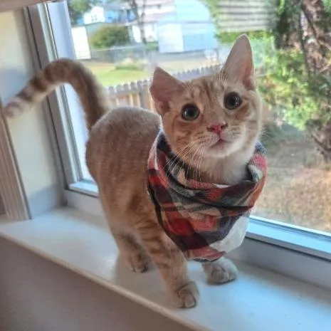 A baby medium-sized male Orange / Red Domestic Short Hair cat named Keanu for adoption in Chattanooga, TN