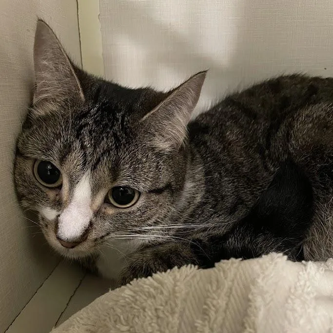 An adult medium-sized female Brown / Chocolate Domestic Short Hair cat named Luna for adoption in Port Charlotte, FL