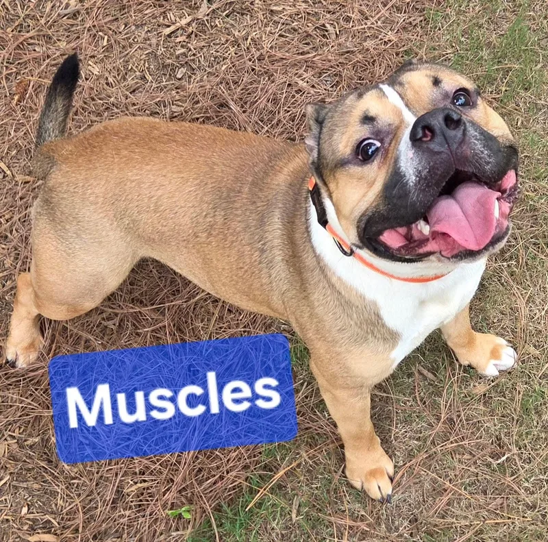 A young large-sized male American Bully dog named Muscles for adoption in North Augusta, SC