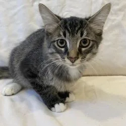 A baby small-sized male Domestic Long Hair cat named Honeysuckle for adoption in Brea, CA