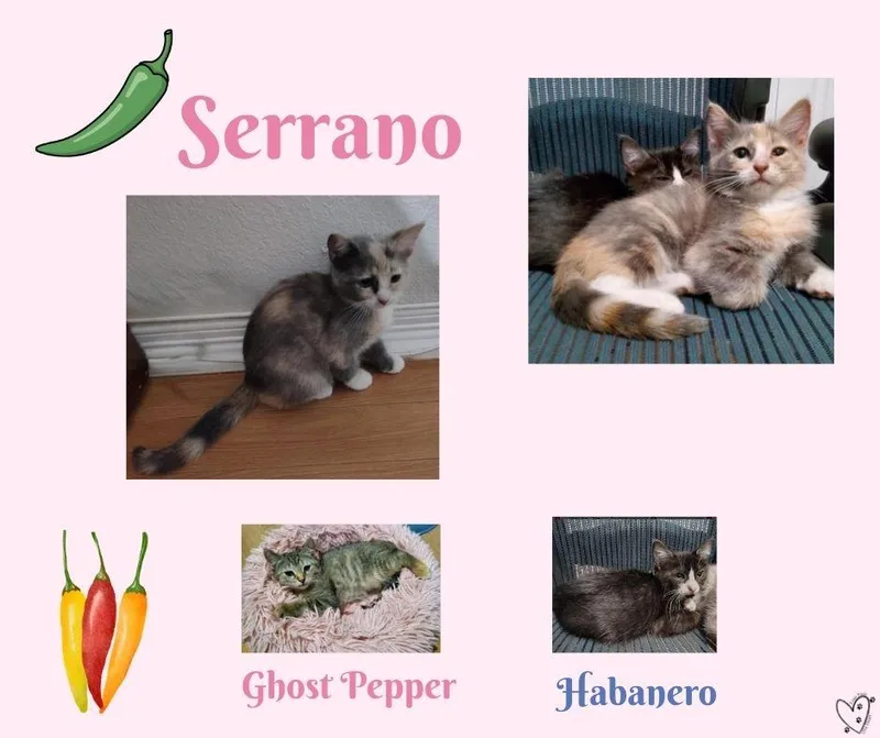 A baby medium-sized female Calico cat named Serrano for adoption in Trophy Club, TX