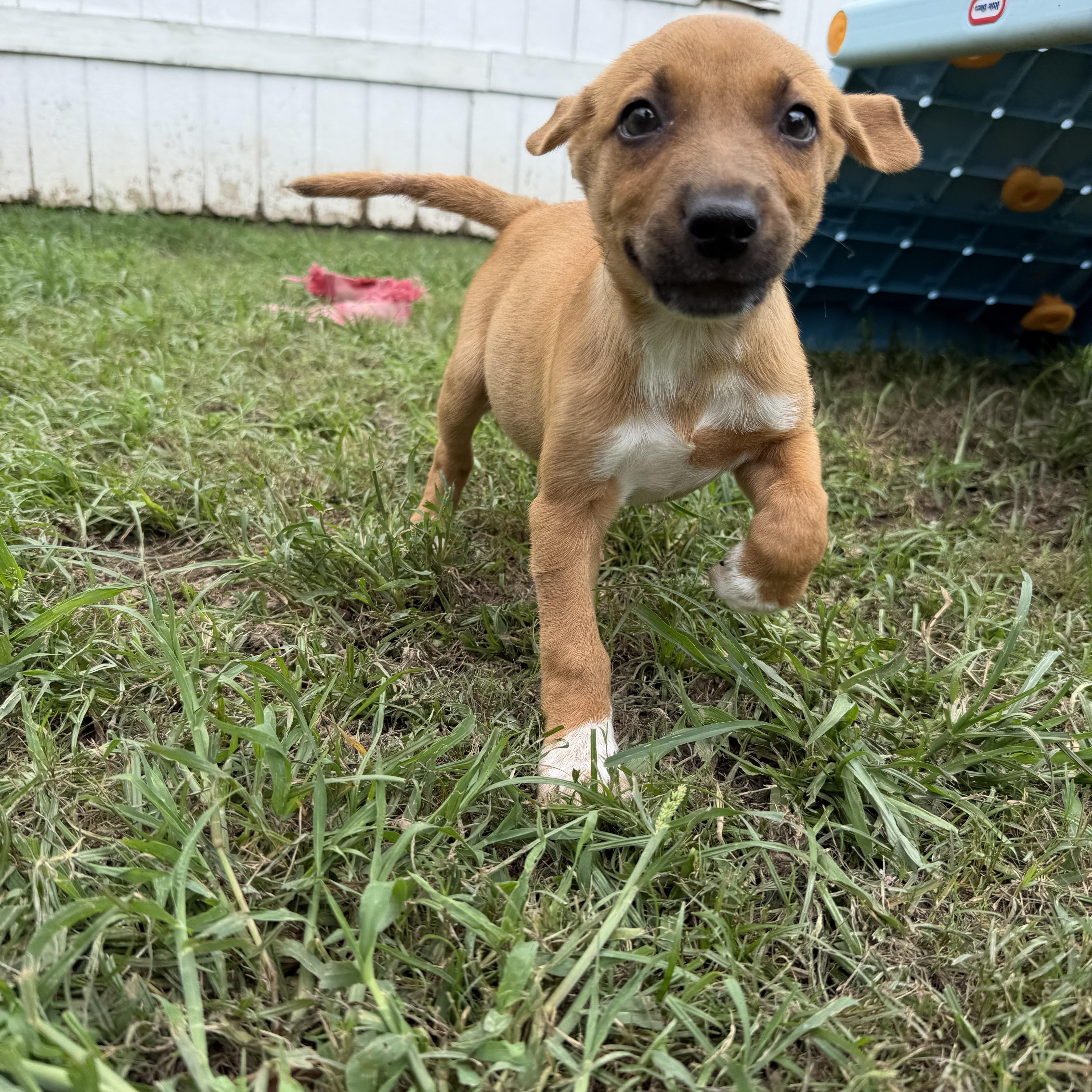 A young medium-sized female Brown / Chocolate Foxhound dog named Fable for adoption in Grafton, MA