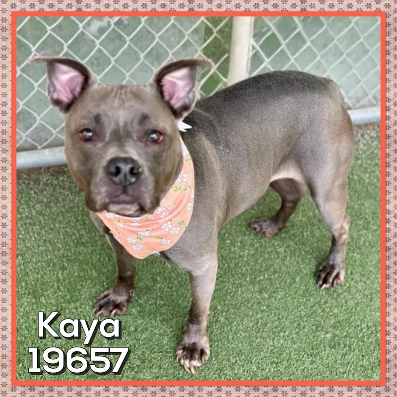 Kaya