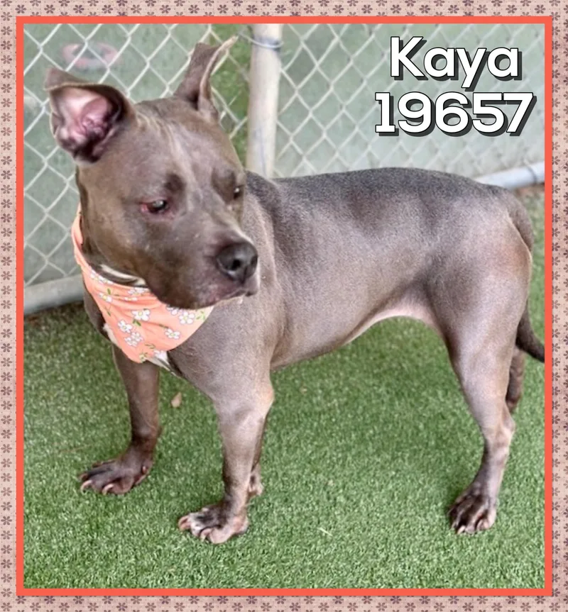 Kaya thumbnail 2