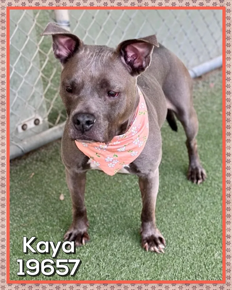 Kaya thumbnail 3