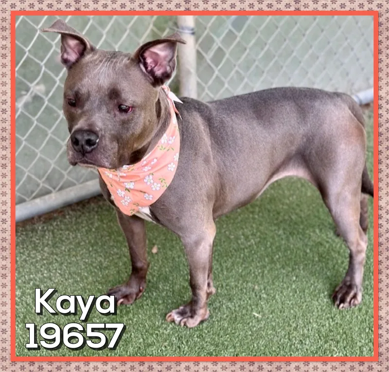 Kaya thumbnail 4
