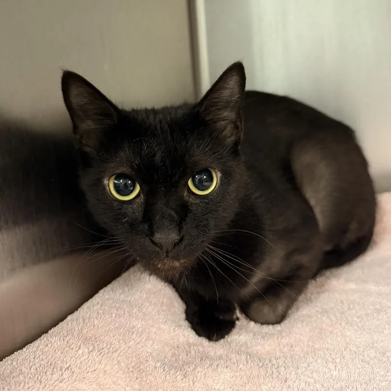 An adult medium-sized female Black Domestic Short Hair cat named Onyx for adoption in Fredericksburg, VA