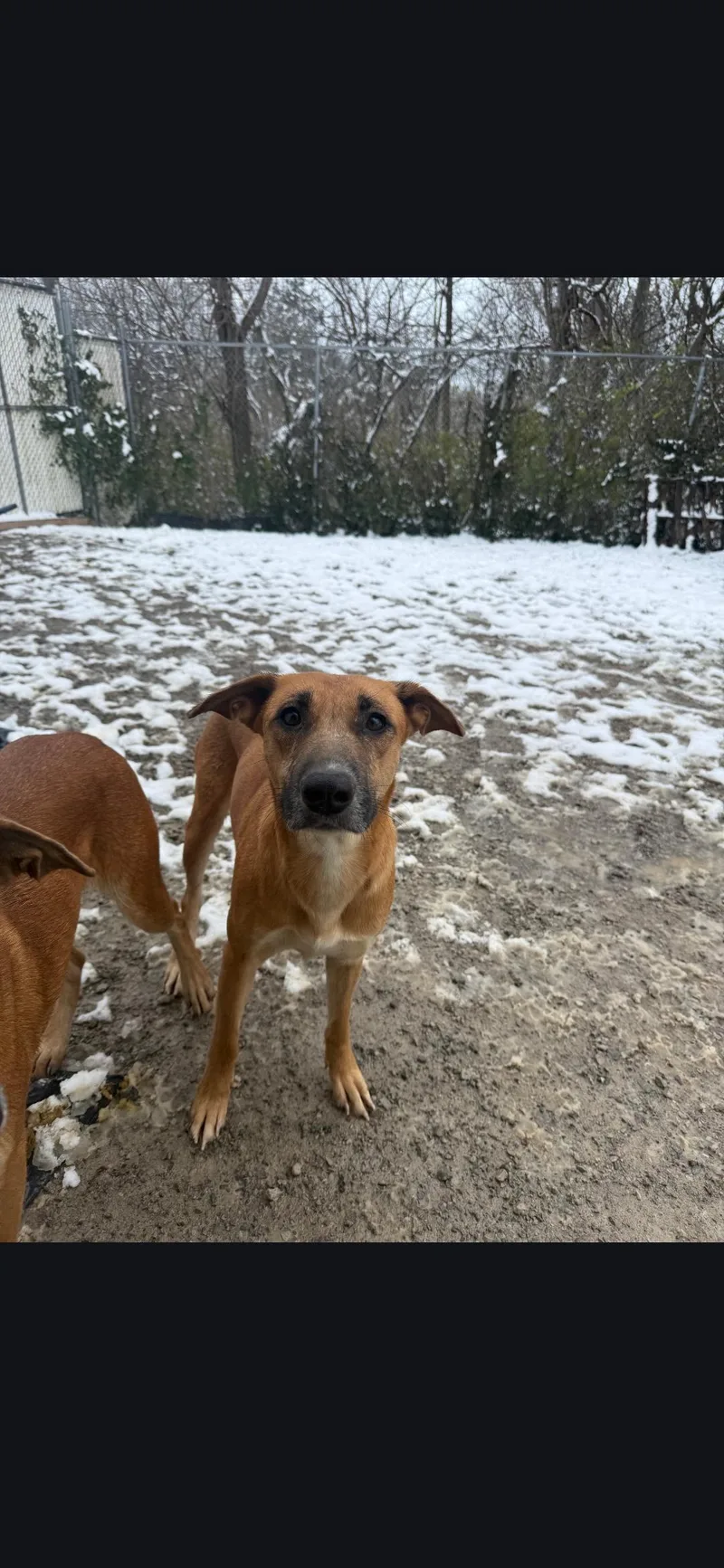 An adult medium-sized female Bicolor Mountain Cur dog named Cassie for adoption in Berea, KY
