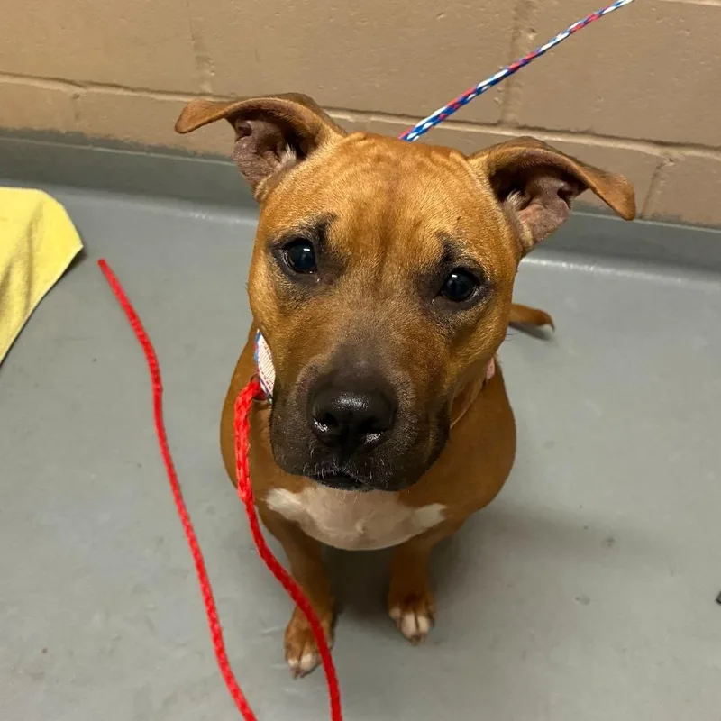 An adult medium-sized female Red / Chestnut / Orange Pit Bull Terrier dog named Hazel for adoption in Tacoma, WA