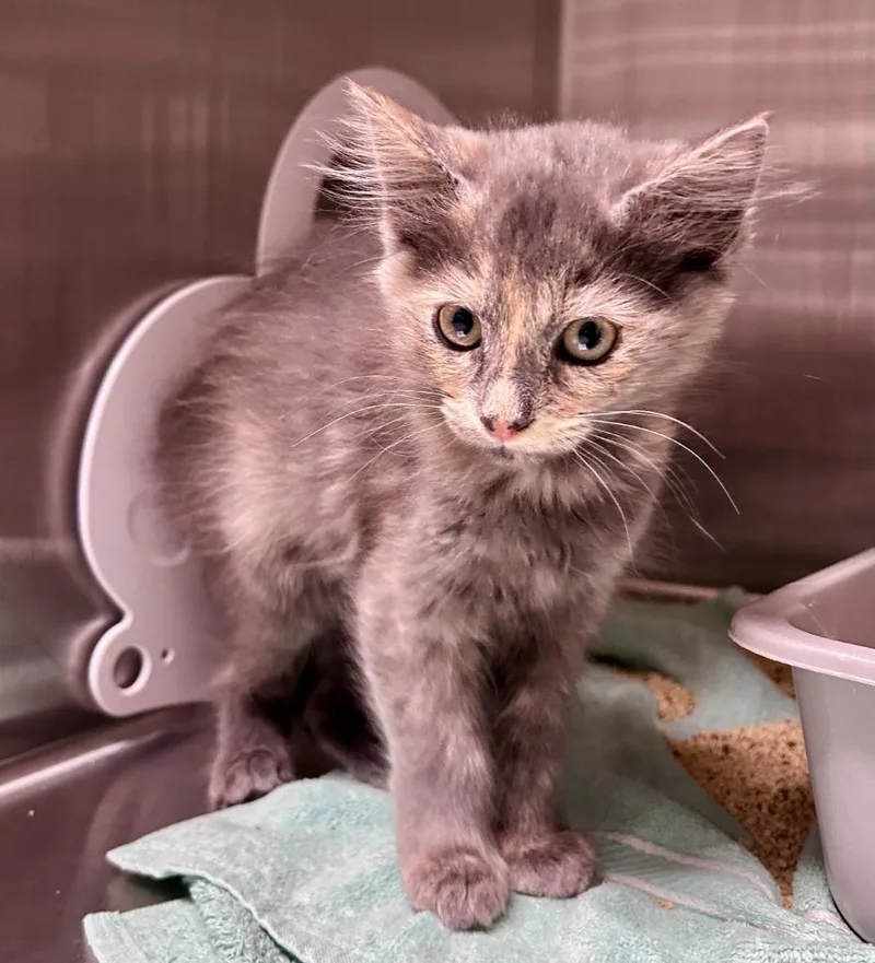A baby medium-sized female Domestic Long Hair cat named Ashling for adoption in Shoreline, WA