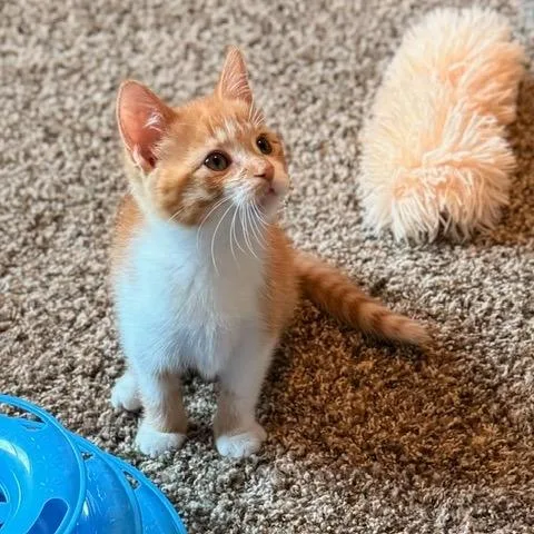 A baby small-sized female Orange / Red Domestic Short Hair cat named Kylee C for adoption in Princeton, MN