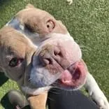 An adult medium-sized female Apricot / Beige American Bully dog named Lola for adoption in Hilliard, OH