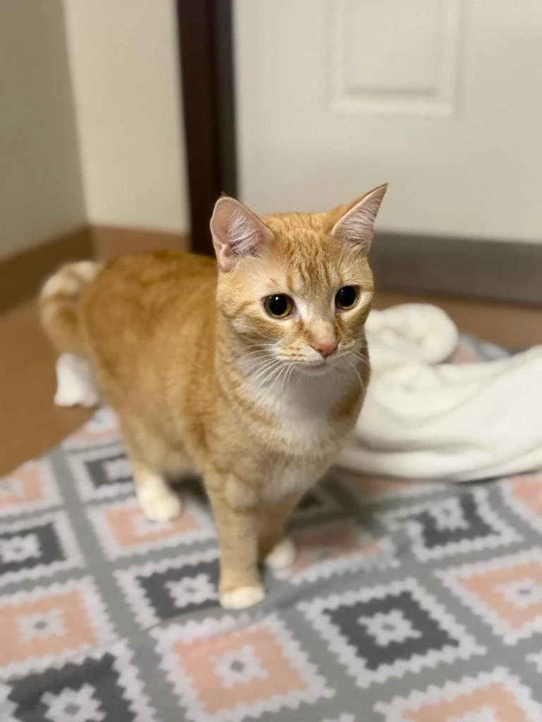 A young small-sized female Domestic Short Hair cat named Rusty for adoption in Lovingston, VA