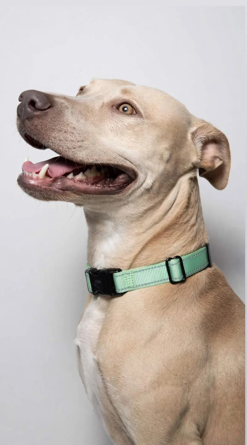 A young medium-sized male American Staffordshire Terrier dog named Lorenzo for adoption in houston, TX