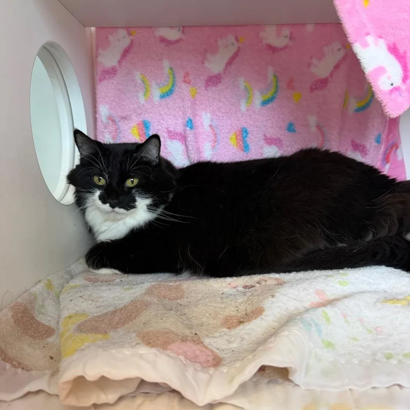 An adult large-sized female Black Domestic Long Hair cat named Sassy for adoption in Council Bluffs, IA