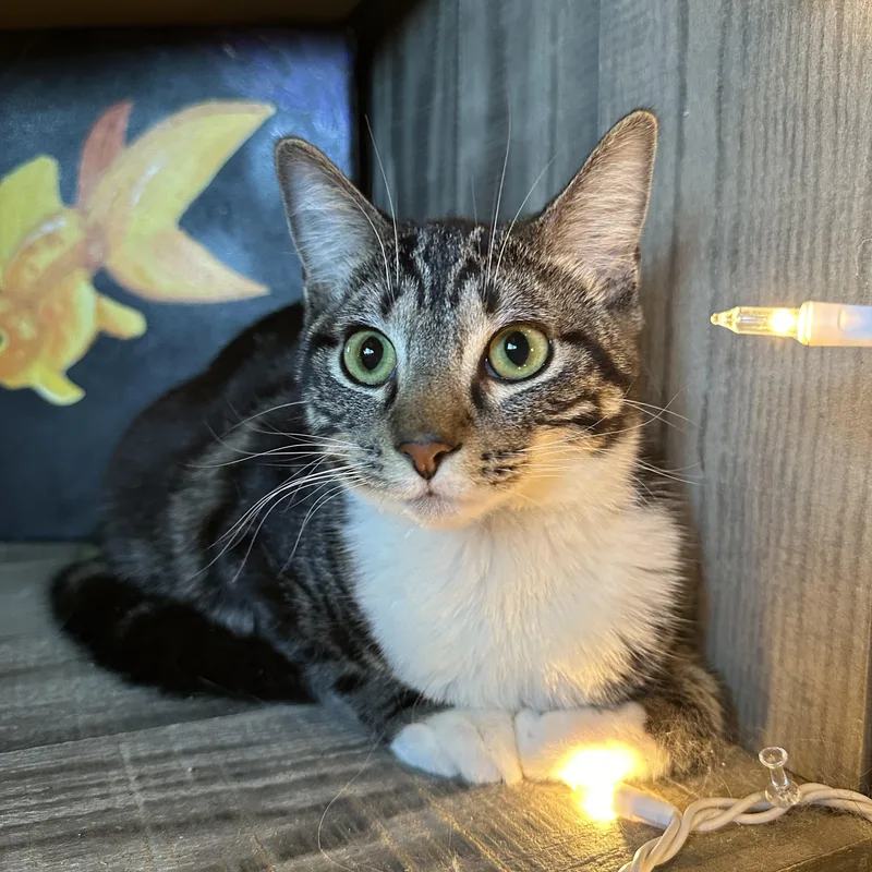 Gigi And Zazy thumbnail 2