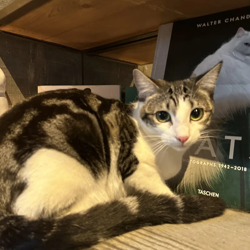 Gigi And Zazy thumbnail 3