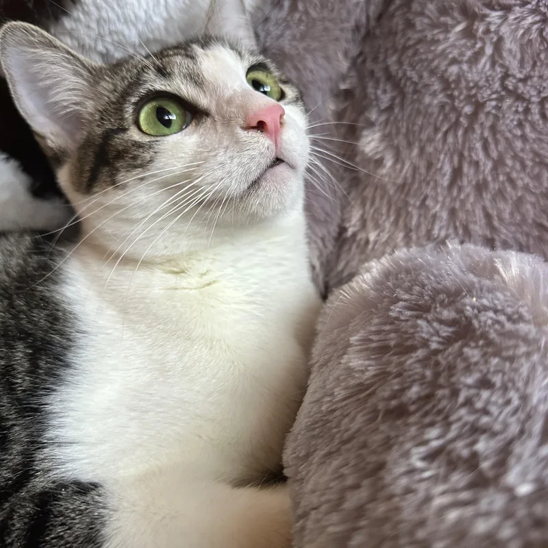 Gigi And Zazy thumbnail 4